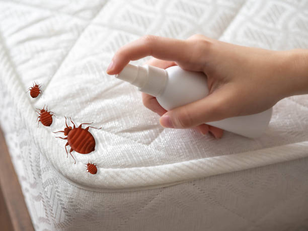Best Bed Bug Extermination  in Bouse, AZ