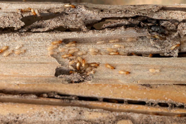Best Affordable Pest Control Services  in Bouse, AZ